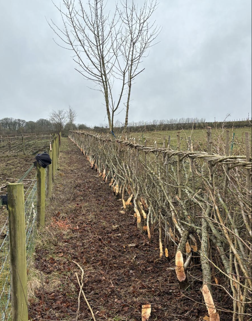 D Wright Natural Hedge Row Laying